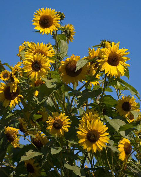 Growing Sunflowers Together